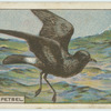Do you know why the petrel is so called?
