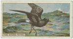 Do you know why the petrel is so called?
