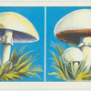 Do you know a mushroom from a toadstool?