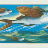 Do you know how the flying-fish flies?