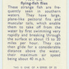 Do you know how the flying-fish flies?