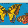 Do you know a butterfly from a moth?