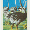 Do you know how fast an ostrich travels?