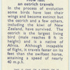 Do you know how fast an ostrich travels?