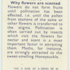 Do you know why flowers are scented?
