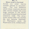 Do you know how coral is formed?