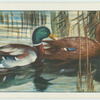 Do you know a duck from a drake?