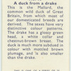 Do you know a duck from a drake?