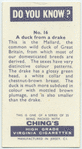 Do you know a duck from a drake?