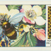 Do you know how a bee makes honey?