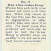 Do you know how a bee makes honey?