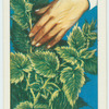 Do you know how a nettle stings?