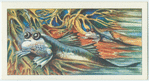Do you know that some fish walk on land?