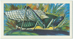Do you know how a grasshopper sings?