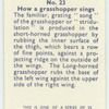 Do you know how a grasshopper sings?