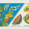 Do you know how a Brazil nut grows?