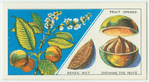 Do you know how a Brazil nut grows?
