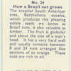 Do you know how a Brazil nut grows?