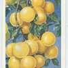 Do you know why is grapefruit so called?