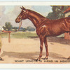 Do you know what length is hand in measuring horses?