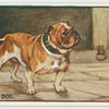 Bull dog.