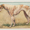 Borzoi.