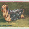 Yorkshire terrier.