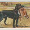 Labrador retriever.
