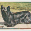 Skye terrier.