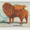 Chow chow.