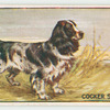 Cocker spaniel