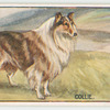 Collie.