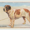 St. Bernard.