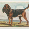 Bloodhound.