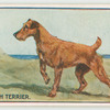 Irish terrier