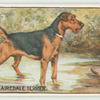 Airedale terrier.