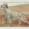 English setter.