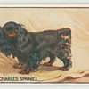 King Charles spaniel.
