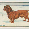 Dachshund.