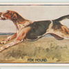 Fox hound.