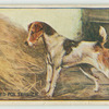 Wired haired fox terrier.