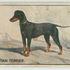 Black and tan terrier.