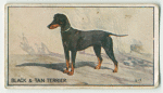 Black and tan terrier.