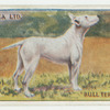 Bull terrier.