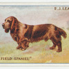 Coloured field spaniel.