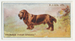 Coloured field spaniel.