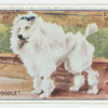 White poodle.