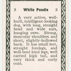 White poodle.