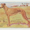 Greyhound