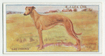 Greyhound